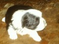 Shi-tzu Macho